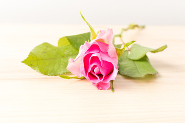 Close up of one fresh delicate light pink roses and blurred green leaves on a raw wooden table in a studio, beautiful indoor floral background photographed with soft focus