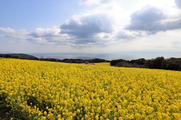Obraz premium あわじ花さじき