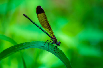 Libelula of the shiny culviola species, scientific name Calopteryx haemorrhoidalis.