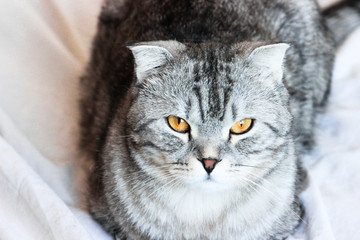 Portrait of grey scottish fold cat. Tabby shorthair kitten. Big yellow eyes. A beautiful background for wallpaper, cover, postcard. Isolated, close up. Cats concept.	