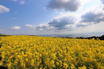 Obraz premium あわじ花さじき