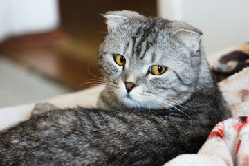 Portrait of grey scottish fold cat. Tabby shorthair kitten. Big yellow eyes. A beautiful background for wallpaper, cover, postcard. Isolated, close up. Cats concept.	