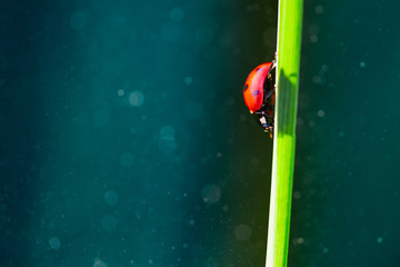 Marienkäfer krabbelt auf einem Grashalm © Sven Fuchs