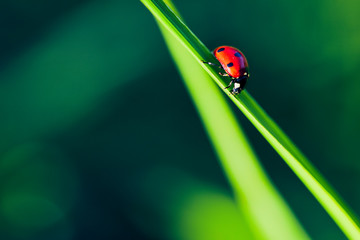 Marienkäfer krabbelt auf einem Grashalm © Sven Fuchs