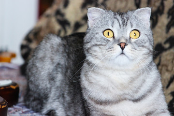 Portrait of grey scottish fold cat. Tabby shorthair kitten. Big yellow eyes. A beautiful background for wallpaper, cover, postcard. Isolated, close up. Cats concept.	