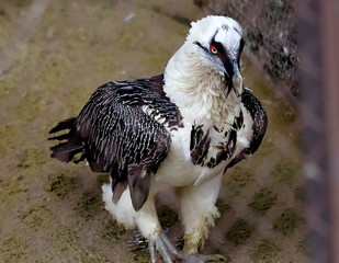 vulture in zoo