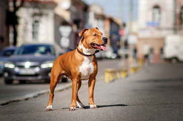 american staffordshire terrier dog fun walk through the city streets