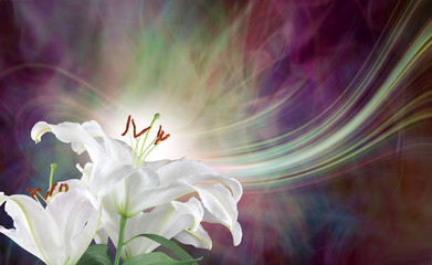 Obraz na płótnie Canvas Experience the Lily Diva Pure Energy frequency - Beautiful White Lily heads with a ball of white energy streaming out and up against an ethereal purple flowing background with copy space 