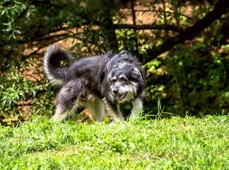Black mixed breed dog in the forest. Lovely cute dog running, in forest snow on summer day. Mixed breed dog walking, playing, running, jumping in the forest. Natural lightning.