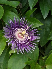 purple passion flower
