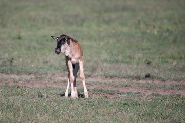 Naklejka na ściany i meble isolated wildebeest calf standing in the Masai Mara grasses