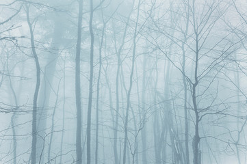 Misty foggy winter forest. Naked trees