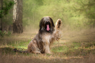 briard dog french shepherd funny walk in spring forest
