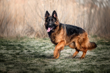 german shepherd dog beautiful portrait spring walk