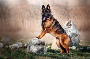 german shepherd dog beautiful portrait spring walk