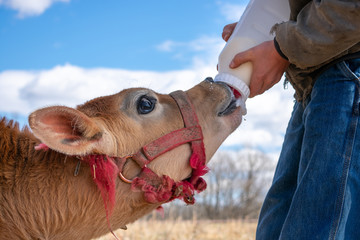 bottle feeding a jersey calf © Blessings Captured