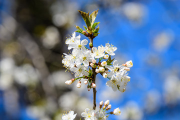 Close up of a branch with white cherry tree flowers in full bloom with blurred background in a garden in a sunny spring day, beautiful Japanese cherry blossoms floral background, sakura