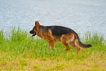 A Sheepdog runs on the grass by the lake.