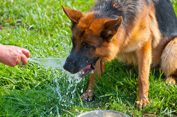 Sheepdog drinks water.