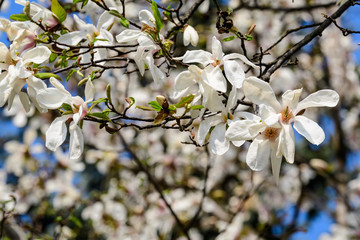 Close up of many delicate white pink magnolia flowers in full bloom on tree branches in a garden in a sunny spring day, beautiful outdoor floral background