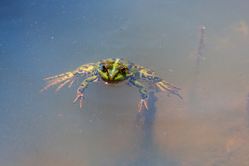 Frog in the water pond on a summer day in the sun