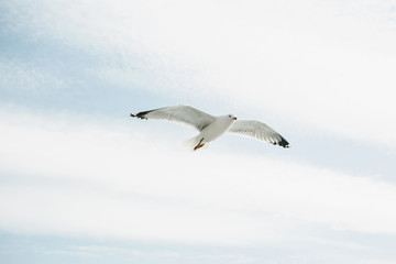 A seagull is flying against the blue sky