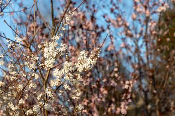white tree blossing