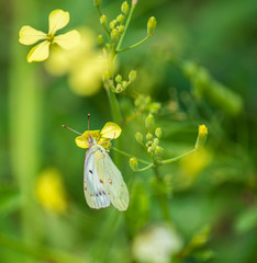 Butterfly of the Crocea species, scientific name Colias croceus .