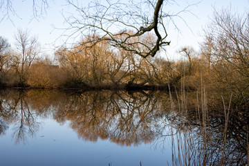Fototapeta premium reflection of trees in water