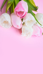 Pink tulips on the pink background. Flat lay, top view. Valentines background.