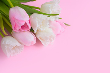 Pink tulips on the pink background. Flat lay, top view. Valentines background.