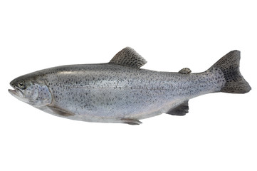 River trout isolated on a white background.