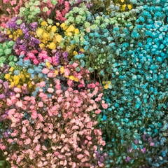 Multi-colored gypsophila pink, yellow, blue. International Women's Day.