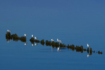 Seagulls are sitting on wooden stilts in the sea in calm weather