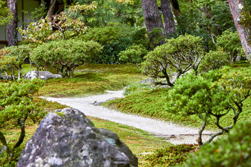 Obraz premium Curved path in Japanese style garden 