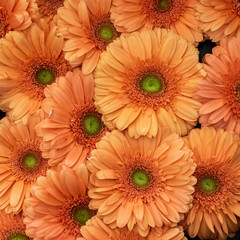 Orange gerbera seamless pattern floral festive background