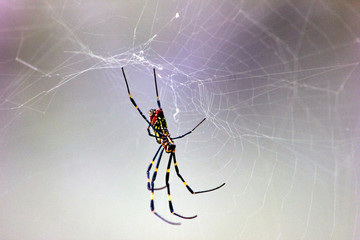 Huge spider on web in the forest