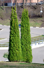 Thuja trees in the city park. 