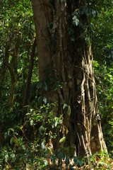 Obraz premium trees in the forest