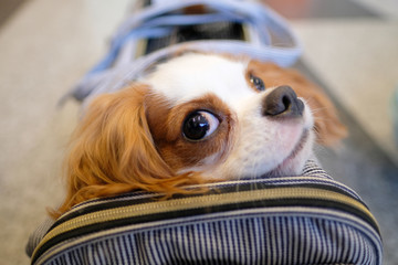 A cute cavalier king charles spaniel dog in a bag.