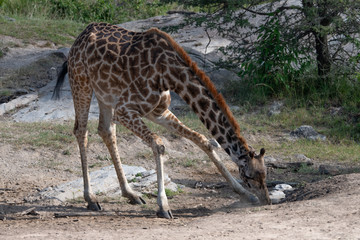 giraffe bending down at a salt lick in the Masai Mara
