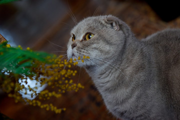 Scottish fold cat sniffs a branch of mimosa. Beautiful cat. Curious cat