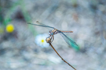 Beautiful dragonfly placed on a twig.