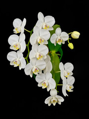 Fototapeta na wymiar Blooming phalaenopsis orchid is white with dense leaves in a pot.