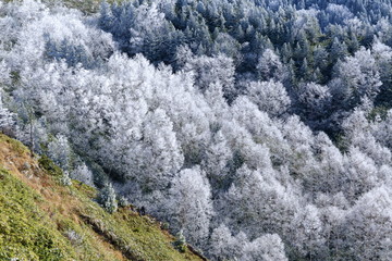 冬山　霧氷