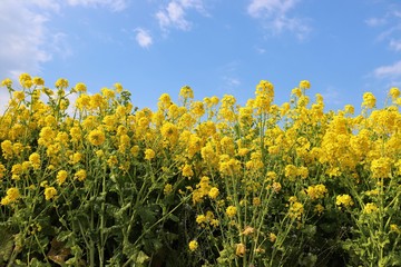 あわじ花さじき