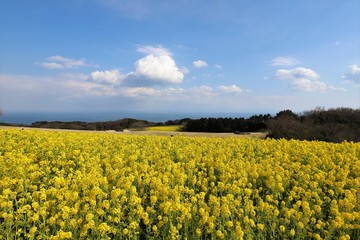Obraz premium あわじ花さじき