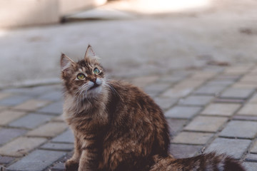 Fluffy brown cat with green eyes sitting on the street. Bird hunting.