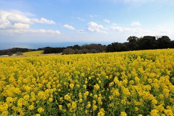 Obraz premium あわじ花さじき