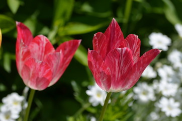 Close up of one delicate pink tulip in full bloom and one blurred in the back in a sunny spring garden, beautiful outdoor floral background